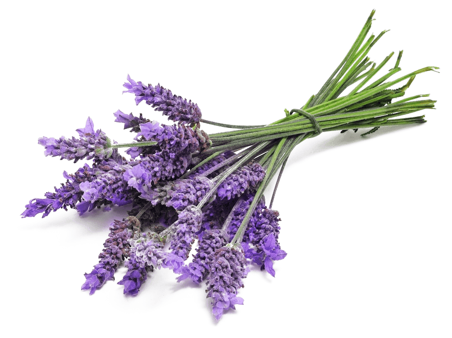 /home-images/lavender.png
